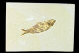 Fossil Fish (Knightia) - Wyoming #148530-1